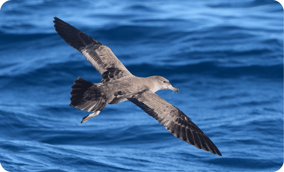 Pink-footed Shearwater