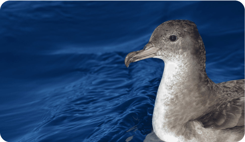 Pink-footed Shearwater