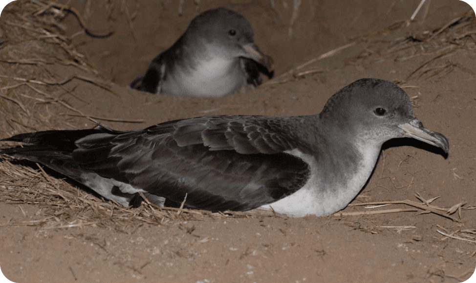 Pink-footed Shearwater