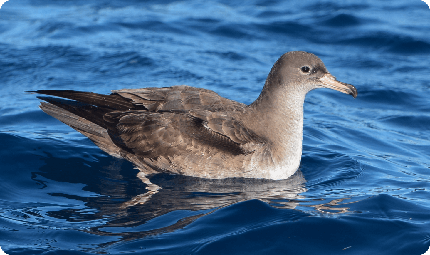Pink-footed Shearwater