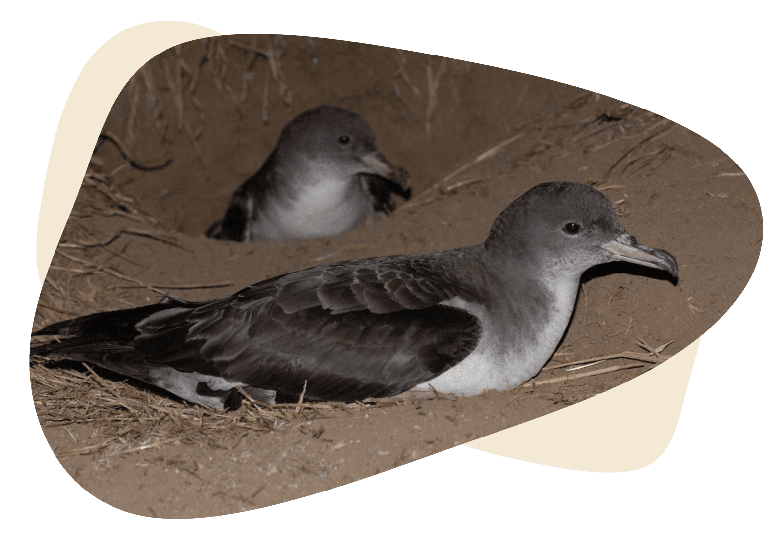 Aves