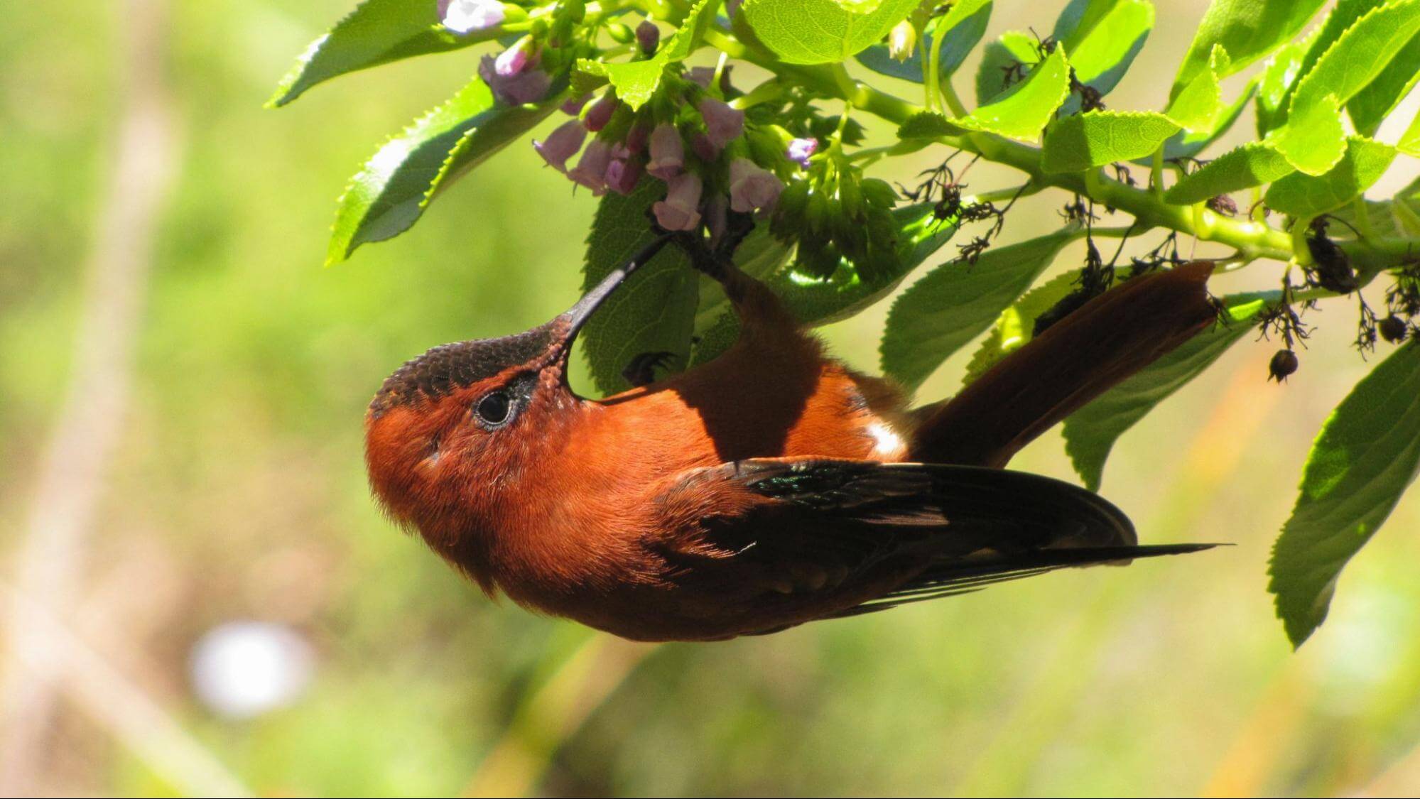 The Juan Fernández Firecrown is the new ambassador of the chilean fauna day
