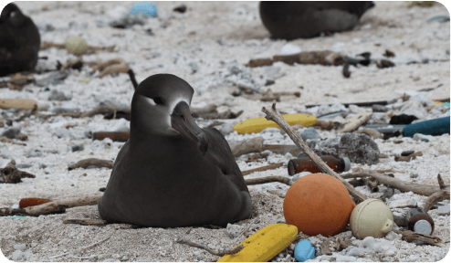 Habitat pollution of the Black-footed Albatross