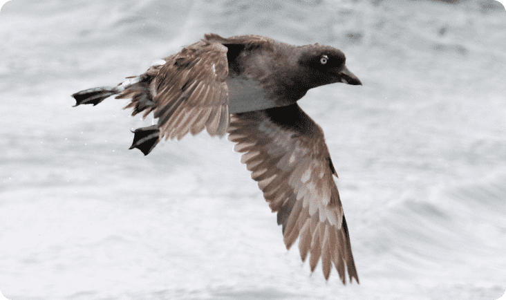 Cassin’s Auklet