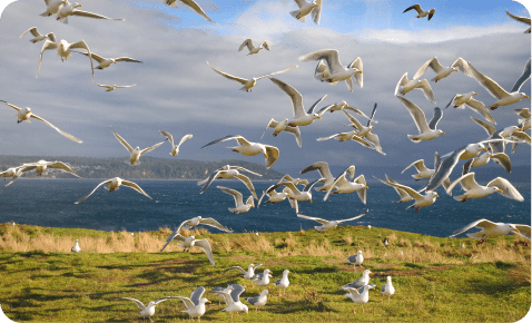 Birds in the Islands of the Salish Sea