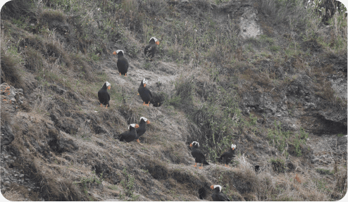 Tufted Puffin Groups