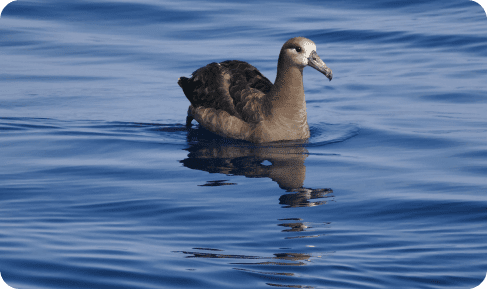 Black-footed Albatross