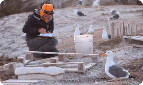 Conservación del Alca Unicórnea