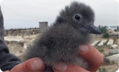 Cassin’s Auklet