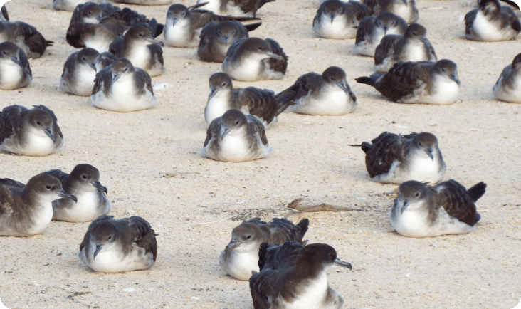 Wedge-tailed Shearwater