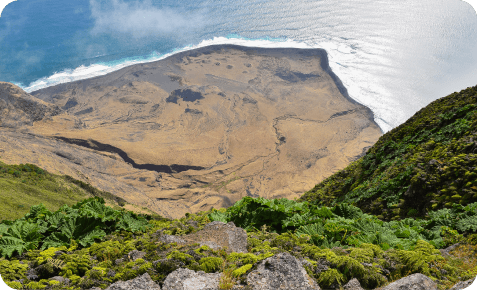 Habitát del Rayadito de Más Afuera