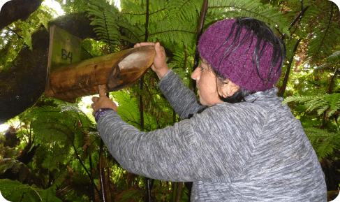 Habitát del Rayadito de Más Afuera