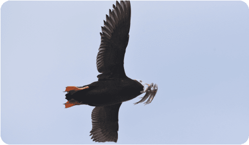 Birds