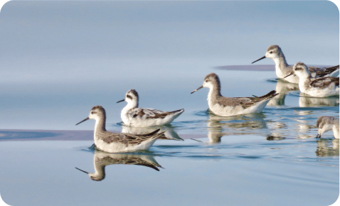 National Bird Strategy