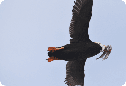 Forage fish