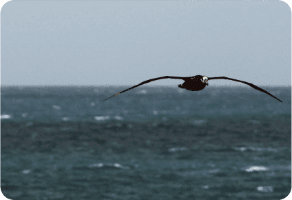 Plastic in the food webs: tunas and emerging species