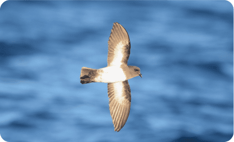 Threatened Species Plans (RECOGE)