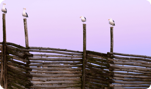 Exclusion Fences
