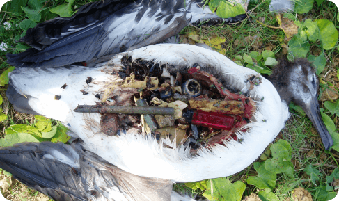 Results of Contamination in Birds