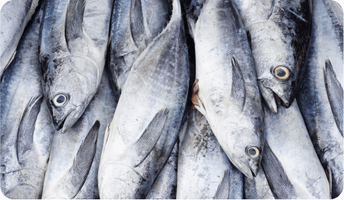 Fish