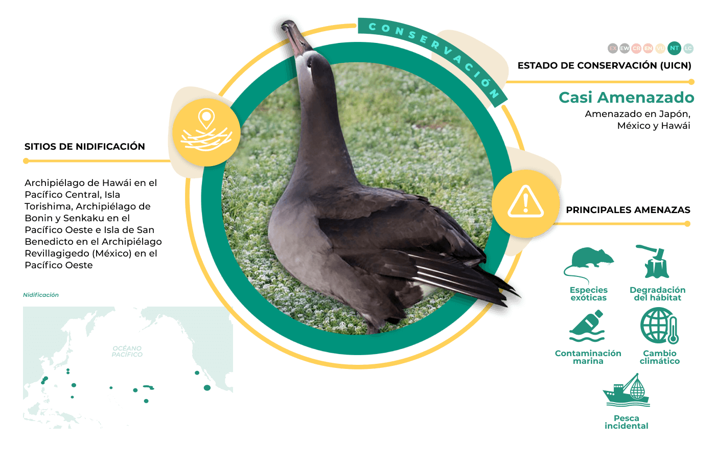 Infografía de Albratros de patas negras