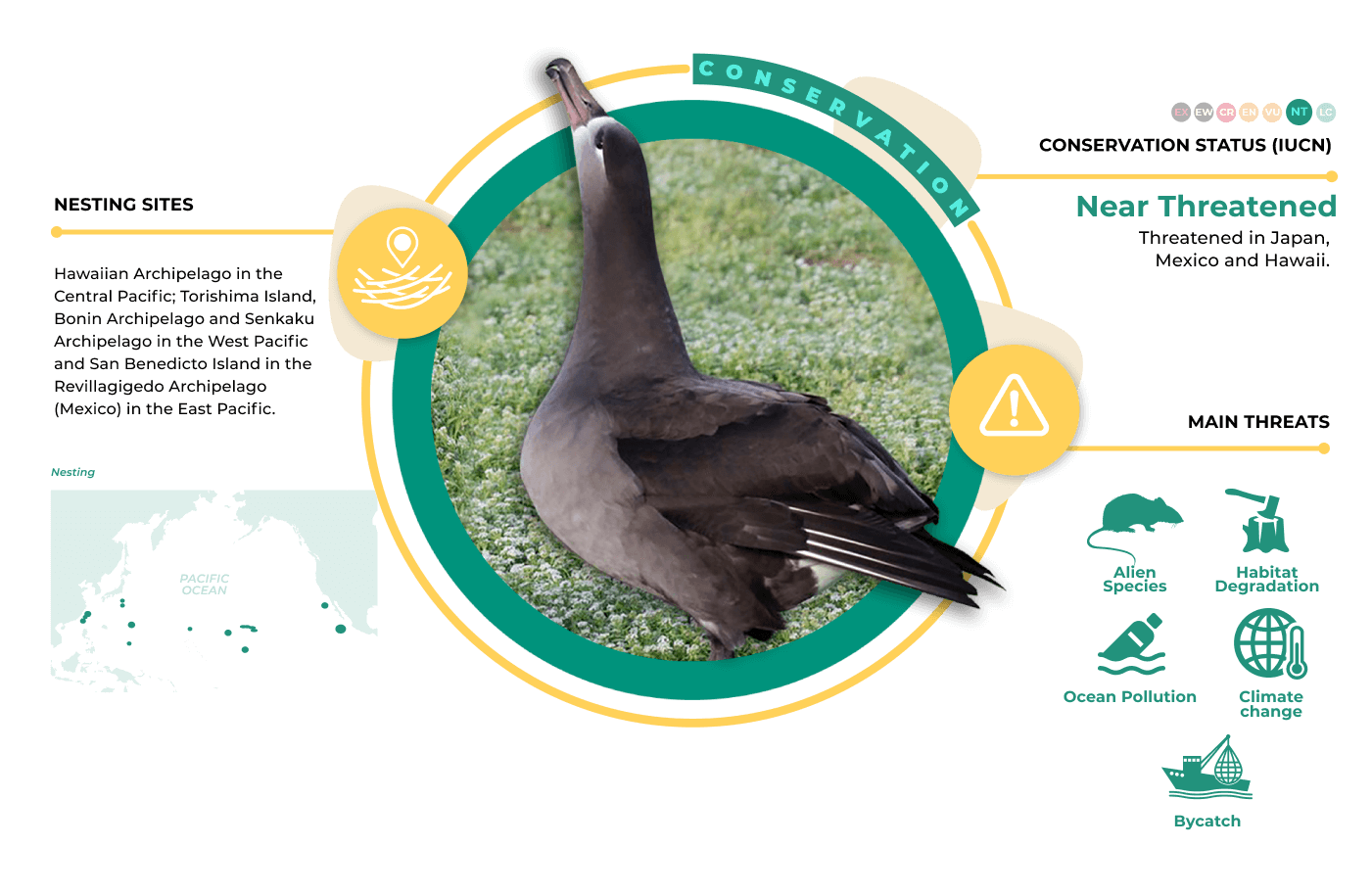 Infographic of Black-footed Albatross Black-footed Albatross