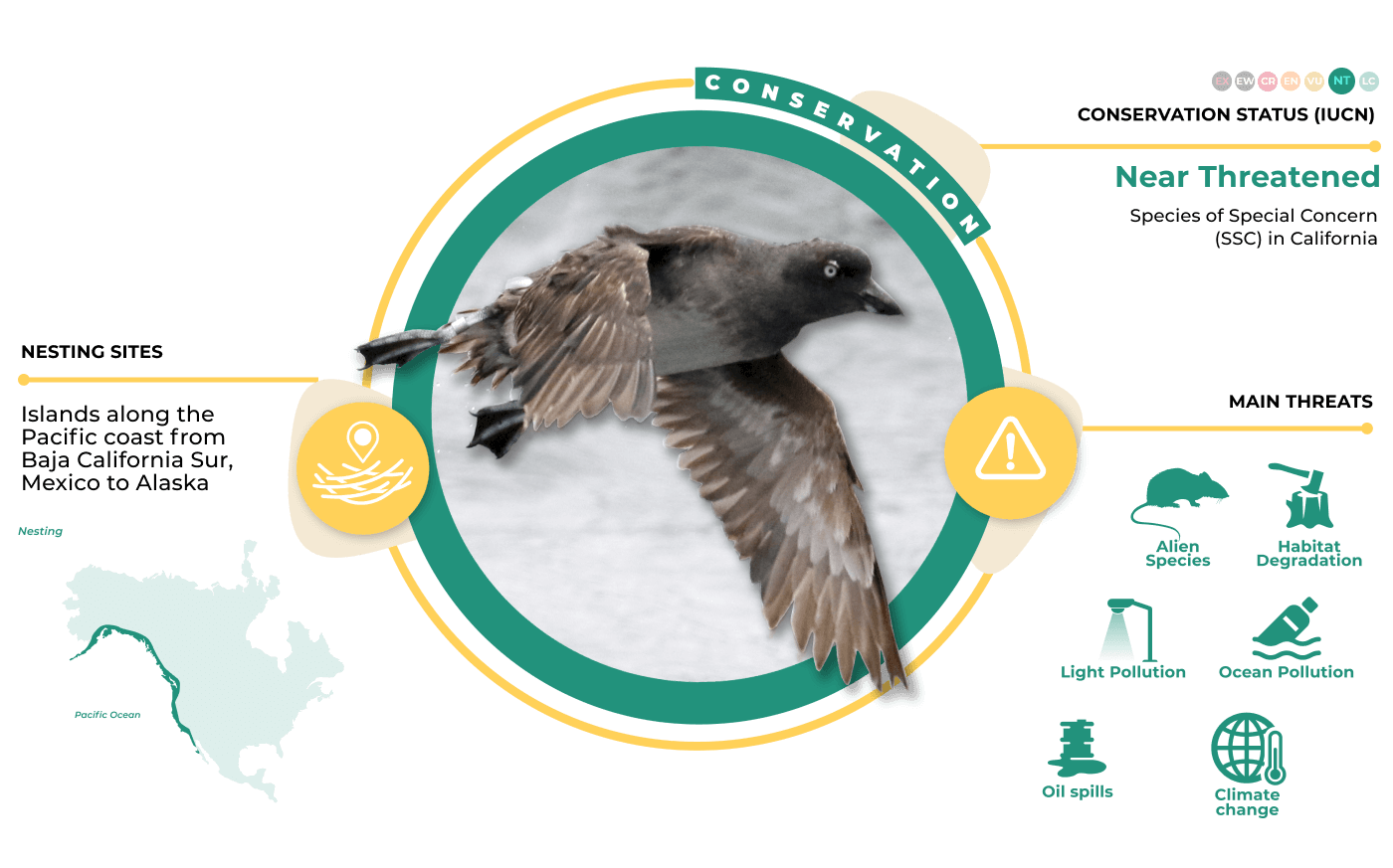 inf cassins auklet