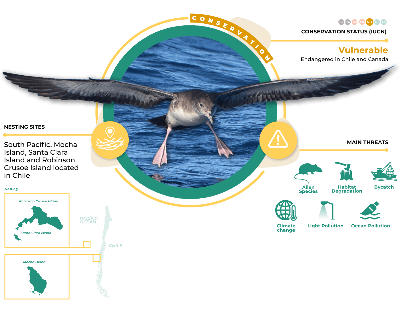 Pink-footed Shearwater Pink-footed Shearwater