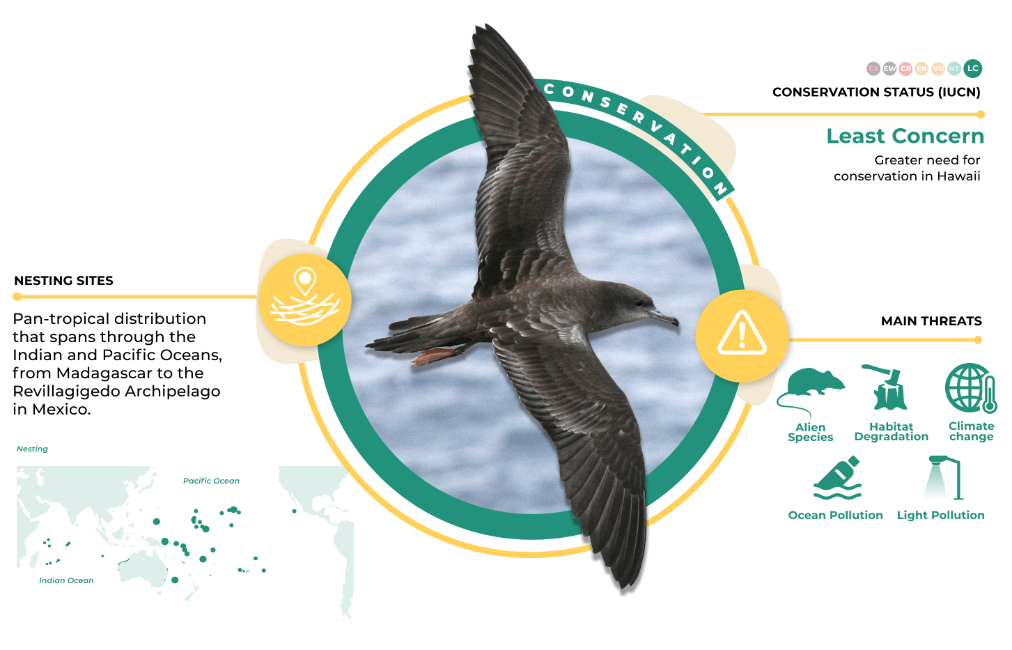 Infographic of the Wedge-tailed Shearwater