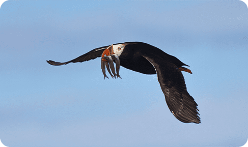 Tufted_Puffin-052225