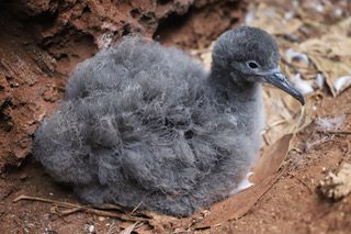 The first Wedge-tailed Shearwater egg of the reproductive season at Freeman Seabird Preserve is here!