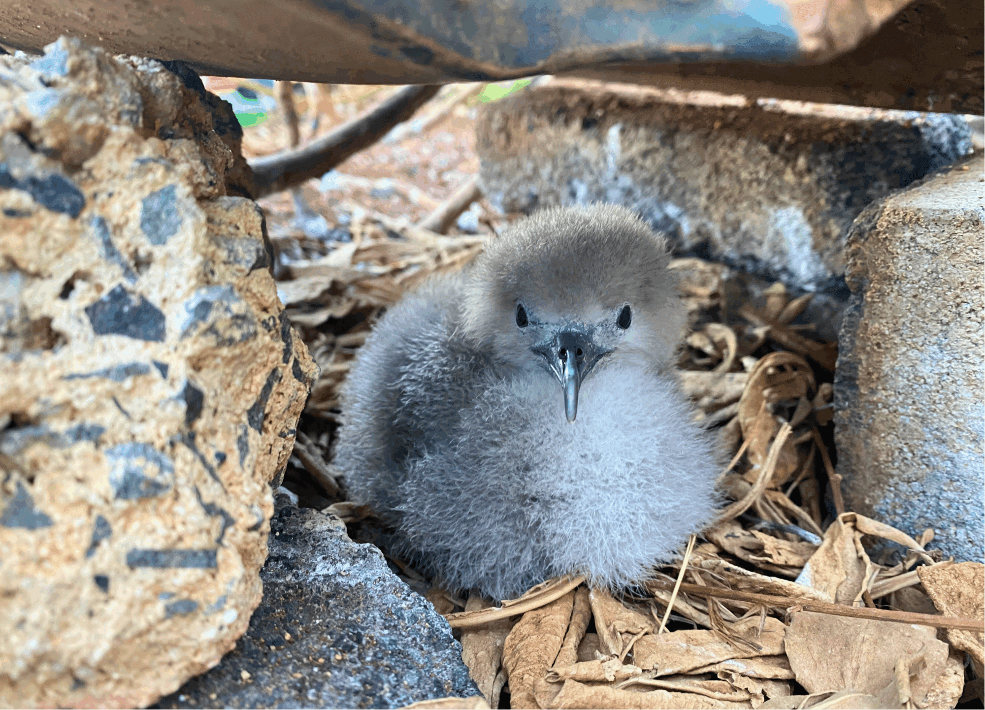Wedge-tailed shearwater chick