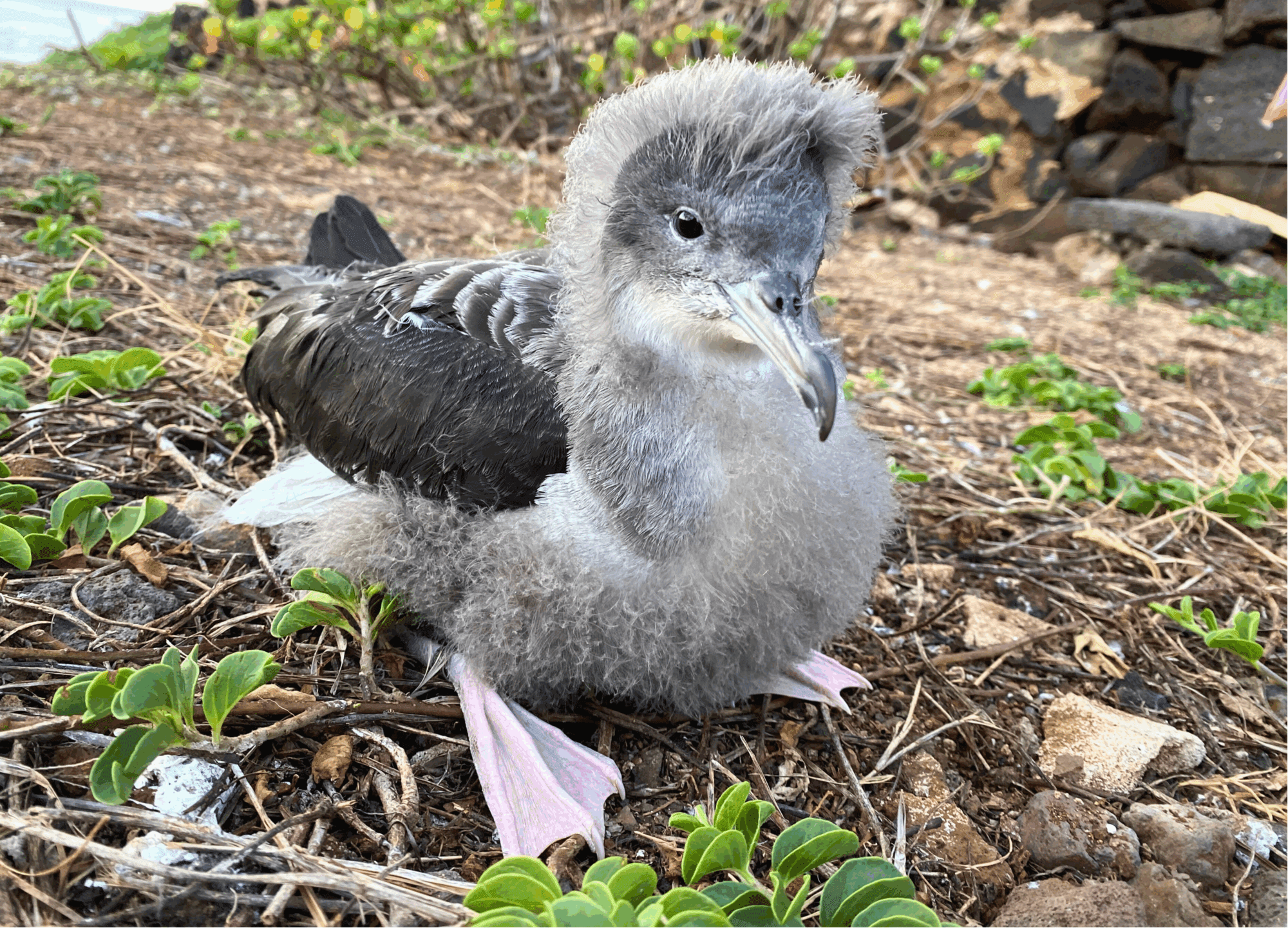 Wedge-tailed shearwater