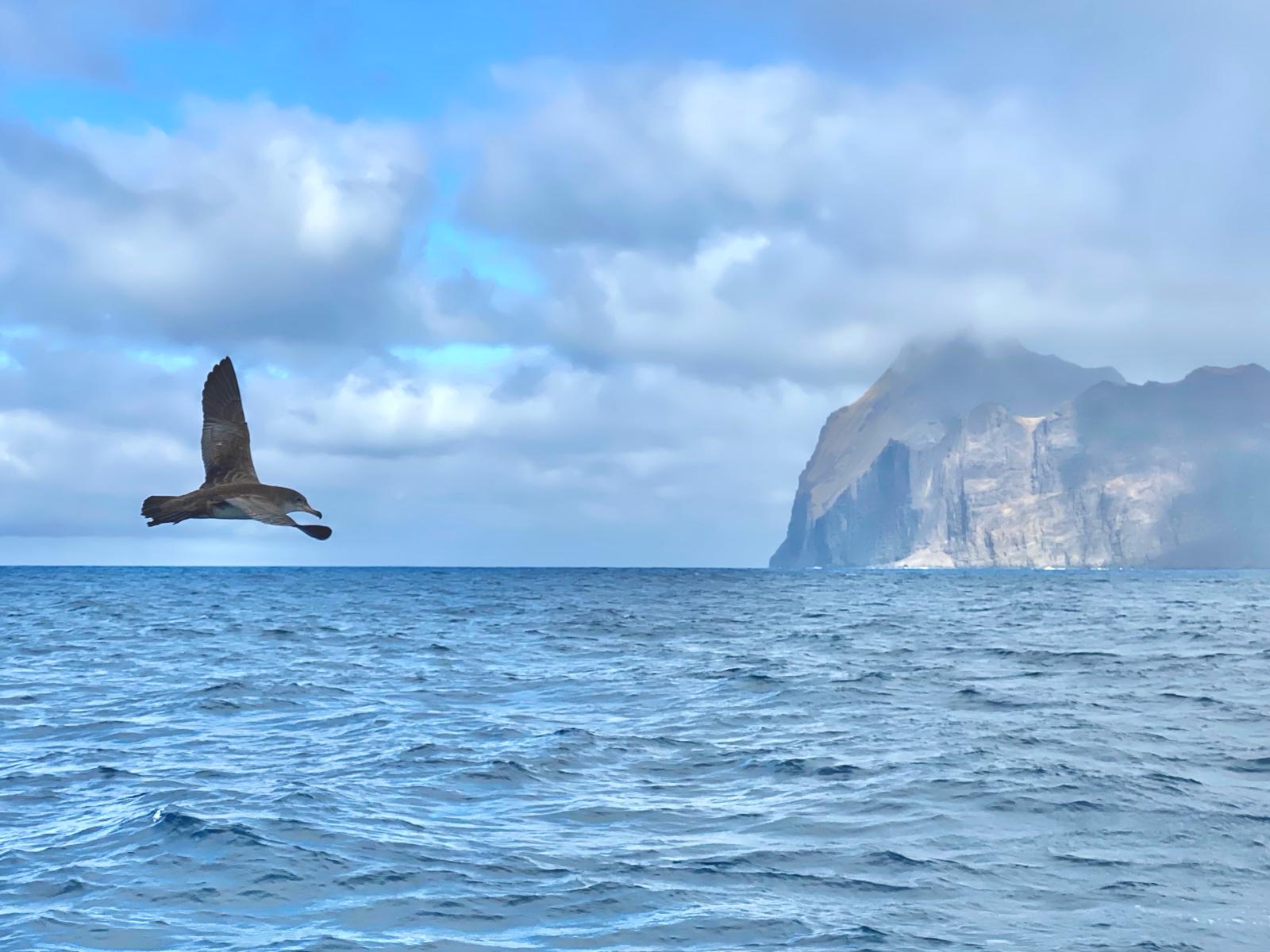 Historias de una isleña: monitoreando a la fardela blanca con geolocalizadores
