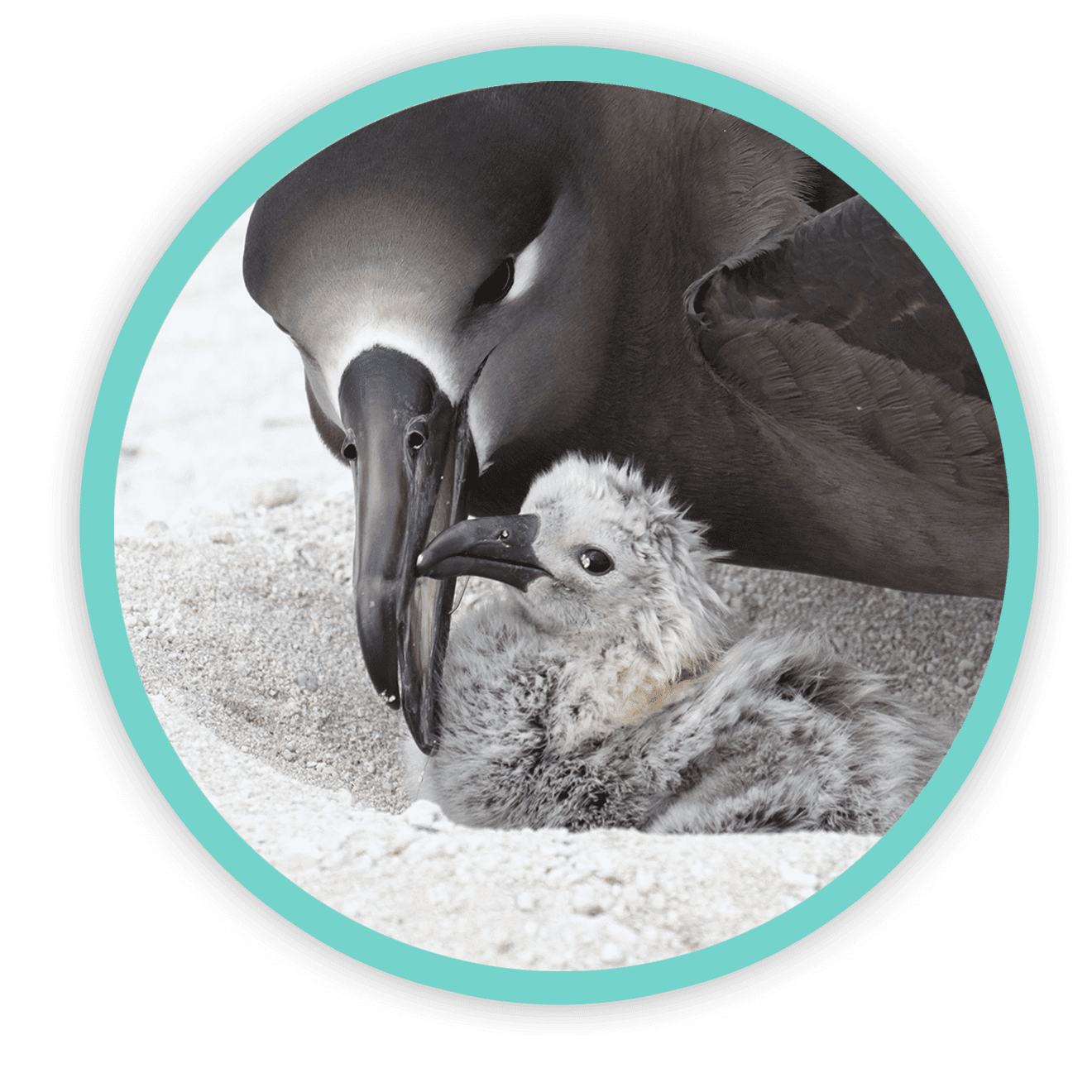 donate-bgchick