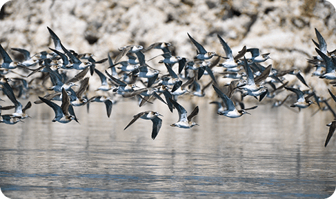mono-lake-2